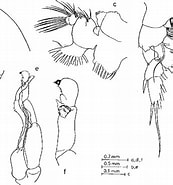 Image result for Pseudochirella pustulifera Familie. Size: 173 x 185. Source: www.semanticscholar.org