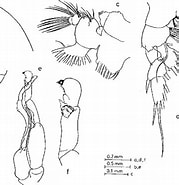 Image result for Pseudochirella obtusa Familie. Size: 179 x 185. Source: www.semanticscholar.org