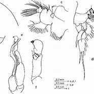 Image result for "pseudochirella Obesa". Size: 185 x 185. Source: www.semanticscholar.org