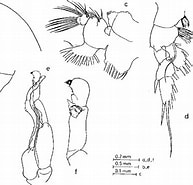 Afbeeldingsresultaten voor "pseudochirella Palliata". Grootte: 193 x 185. Bron: www.semanticscholar.org