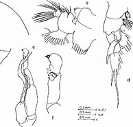 Afbeeldingsresultaten voor "pseudochirella Spectabilis". Grootte: 194 x 185. Bron: www.semanticscholar.org