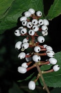 Image result for "lycaea Pachypoda". Size: 122 x 185. Source: www.plantsystematics.org