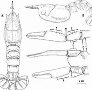 Afbeeldingsresultaten voor Nephropsis neglecta Geslacht. Grootte: 188 x 185. Bron: www.researchgate.net