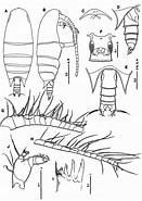 Image result for "paracomantenna Minor". Size: 131 x 185. Source: copepodes.obs-banyuls.fr