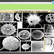 Image result for Actinopoda Biology. Size: 185 x 185. Source: www.passeidireto.com
