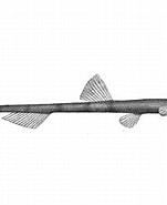 Image result for "bathymicrops Regis". Size: 151 x 185. Source: fishesofaustralia.net.au