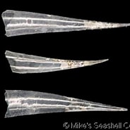 Image result for "creseis virgula Conica". Size: 184 x 185. Source: gastropods.com
