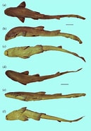 Afbeeldingsresultaten voor "chiloscyllium Caerulopunctatum". Grootte: 129 x 185. Bron: www.researchgate.net