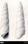 Acliceratia beddomei-এর ছবি ফলাফল. আকার: 120 x 185. সূত্র: www.alamy.com
