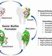 in vitro models For Biocompatibility of Dental Materials-साठीचा प्रतिमा निकाल. आकार: 174 x 185. स्रोत: www.mdpi.com