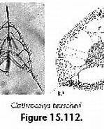 Image result for "clathrocorys Teuscheri". Size: 149 x 130. Source: www.uv.es