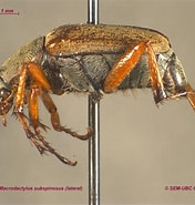 Image result for "hyperionyx Macrodactylus". Size: 176 x 185. Source: www.zoology.ubc.ca
