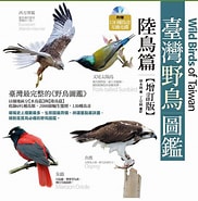 Image result for 台灣野鳥網路圖鑑. Size: 182 x 185. Source: epaper.morningstar.com.tw
