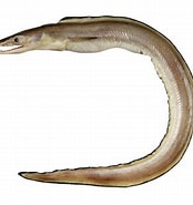 Image result for "muraenesox Cinereus". Size: 174 x 185. Source: fishesofaustralia.net.au