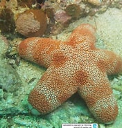 Image result for Asterodiscididae. Size: 176 x 185. Source: www.reeflex.net