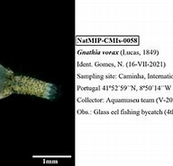 Image result for "gnathia Vorax". Size: 192 x 154. Source: www.gbif.org