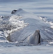 Image result for Potvis Habitat. Size: 180 x 185. Source: seawindadventures.com