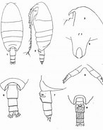 Afbeeldingsresultaten voor Cornucalanus robustus Onderklasse. Grootte: 146 x 185. Bron: copepodes.obs-banyuls.fr