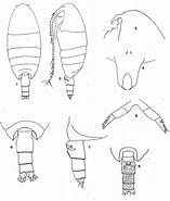 Image result for Cornucalanus robustus Rijk. Size: 157 x 185. Source: copepodes.obs-banyuls.fr
