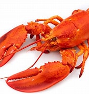 Image result for Beschrijf Lobster. Size: 174 x 185. Source: www.opusrestaurant.co.uk