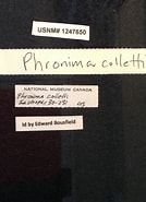 Afbeeldingsresultaten voor "Phronima Colletti". Grootte: 134 x 185. Bron: www.si.edu