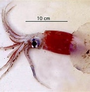 Image result for Pholidoteuthis adami. Size: 182 x 185. Source: tolweb.org