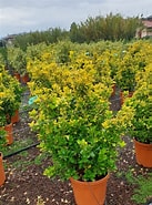 Image result for Euonymus Jap. Elegant. Aureus. Size: 137 x 185. Source: 3ggarden.com