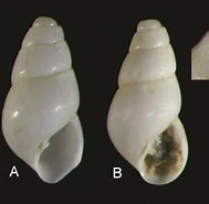 Image result for "odostomia Lukisii". Size: 189 x 185. Source: www.researchgate.net