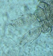 Image result for "sapphirina Intestinata". Size: 178 x 185. Source: www.obs-vlfr.fr