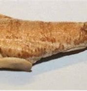 Image result for "cephaloscyllium Fasciatum". Size: 178 x 115. Source: shark-references.com