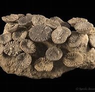 Image result for Trochocyathus. Size: 191 x 185. Source: macronaturaleza.com