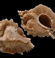 Image result for Neogastropoda Dieet. Size: 176 x 185. Source: alchetron.com