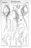 Image result for Diastylis tumida. Size: 120 x 185. Source: creazilla.com