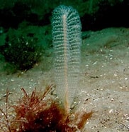 Image result for Virgularia. Size: 182 x 185. Source: www.european-marine-life.org