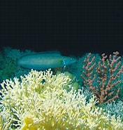 Image result for Lophelia Coral Banks. Size: 176 x 185. Source: www.ospar.org