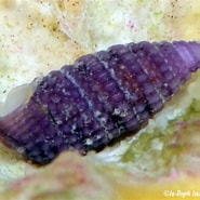 Afbeeldingsresultaten voor Cerithiopsidae Superfamilie. Grootte: 185 x 185. Bron: underwaterkwaj.com