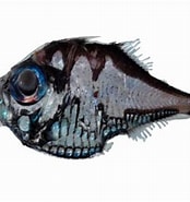 Image result for Polyipnus Danae Wikipedia. Size: 174 x 185. Source: fishesofaustralia.net.au