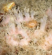 Image result for "haliclona Angulata". Size: 176 x 185. Source: www.inaturalist.org