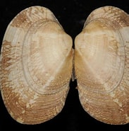 Afbeeldingsresultaten voor "venerupis Senegalensis". Grootte: 183 x 185. Bron: www.aphotomarine.com
