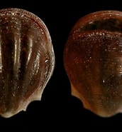 Afbeeldingsresultaten voor "diacria schmidti Occidentalis". Grootte: 172 x 185. Bron: seaslugsofhawaii.com