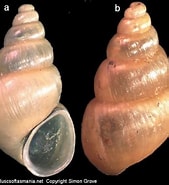 Image result for Hydrobiidae Verwante Zoekopdrachten. Size: 169 x 185. Source: alchetron.com