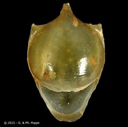 Image result for "cavolinia gibbosa Flava". Size: 187 x 185. Source: gastropods.com