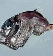 Afbeeldingsresultaten voor Sternoptyx Stam. Grootte: 176 x 185. Bron: fishesofaustralia.net.au