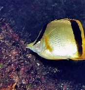 Image result for "prognathodes Marcellae". Size: 174 x 185. Source: www.whatsthatfish.com