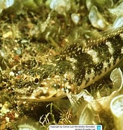 Image result for "mauligobius Maderensis". Size: 176 x 185. Source: www.reeflex.net