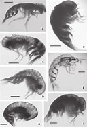Afbeeldingsresultaten voor "parascelus Edwardsi". Grootte: 128 x 185. Bron: www.researchgate.net