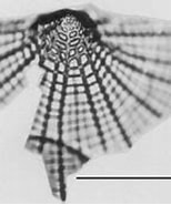 Afbeeldingsresultaten voor "litharachnium Tentorium". Grootte: 154 x 124. Bron: www.radiolaria.org