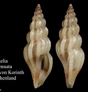 Image result for "mangelia Attenuata". Size: 176 x 185. Source: www.marinespecies.org