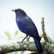Image result for 台灣 常見 鳥類 100 種. Size: 184 x 185. Source: www.pinterest.co.uk