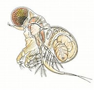Afbeeldingsresultaten voor Onychopoda. Grootte: 193 x 172. Bron: sea-entomologia.org